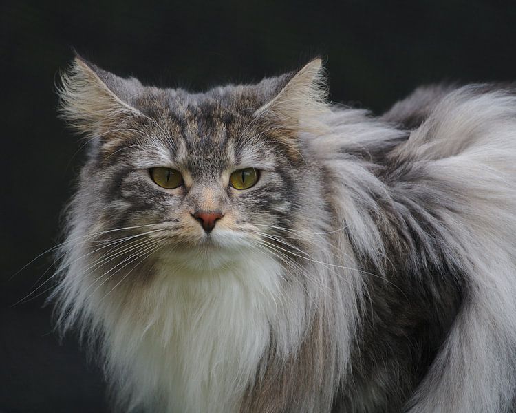 Norwegische Waldkatze par Thomas Wagner