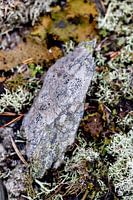 Stille in der Struktur - Schwedische Natur aus der Nähe von Nordic Details 005