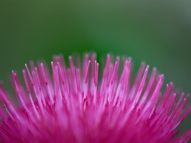 rose thistle by Marieke Funke