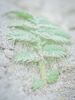 Plante fragile dans le sable - pastel