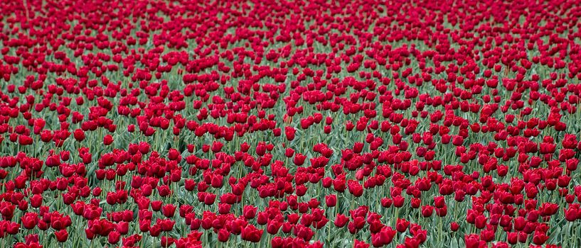 Champ de tulipes rouges dans la région des bulbes, également vu à Keukenhof. par Hans Kool