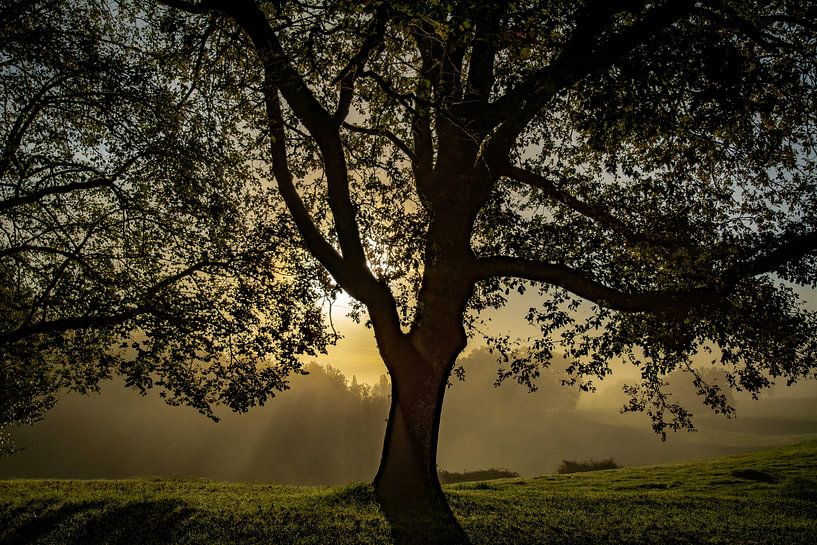 Alte Eiche von Frans Scherpenisse