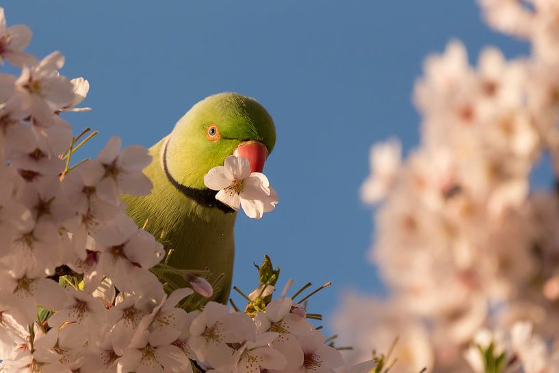 Halsbandsittich mit Kirschblüte im Schnabel von Leon Doorn
