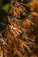 Fall colored pine needles