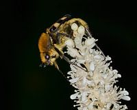 Pinselkäfer im Fokus