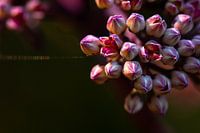 Sonnenlicht Blumenstrauß in Miniatur