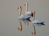 Zwanen kijkend naar ondergaande zon