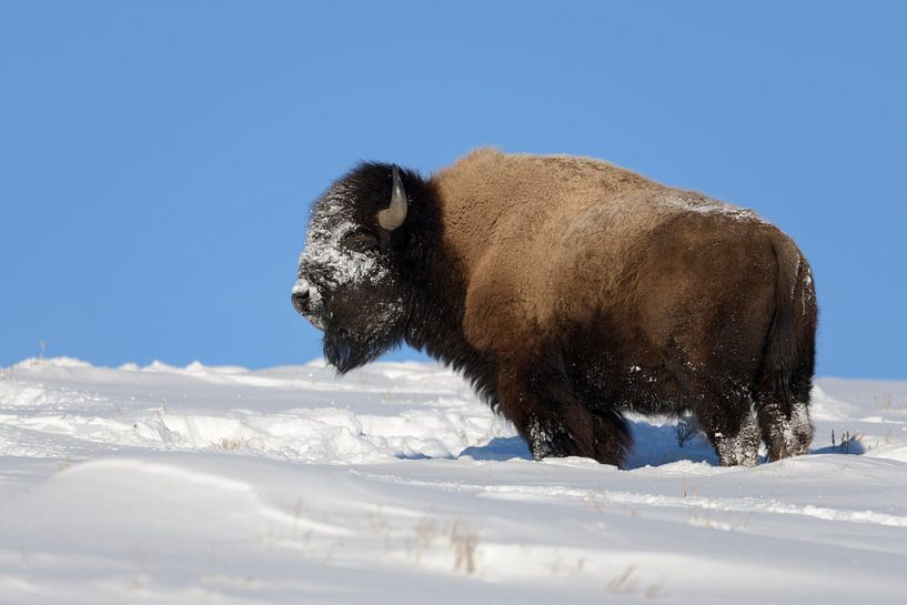 American Bison * Bison bison * in winter by wunderbare Erde