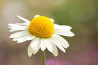Chamomile  (Matricaria chamomilla)
