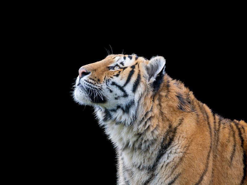 das Auge des Tigers von MvdP fotografie