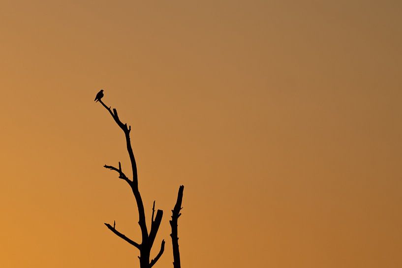 Silhouette at sunset by Linda Raaphorst