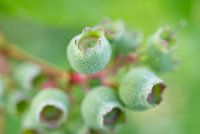Grüner Heidelbeerzweig mit Morgentau
