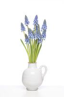 Blauwe druifjes in kannetje