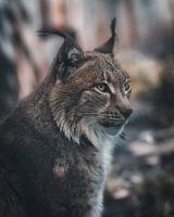 Portrait of a lynx