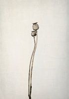 Zwei alte Mohnblumen