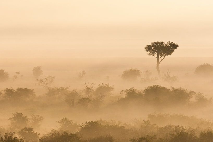 Nebeliger Morgen in der afrikanischen Savanne von Caroline Piek