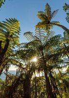 Fern Palms (Mount Maunganui, NZ New Zealand)