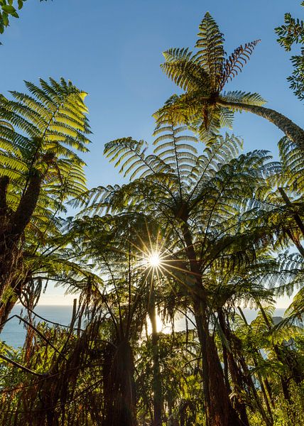 Fern Palms (Mount Maunganui, NZ New Zealand) by Pascal Sigrist - Landscape Photography