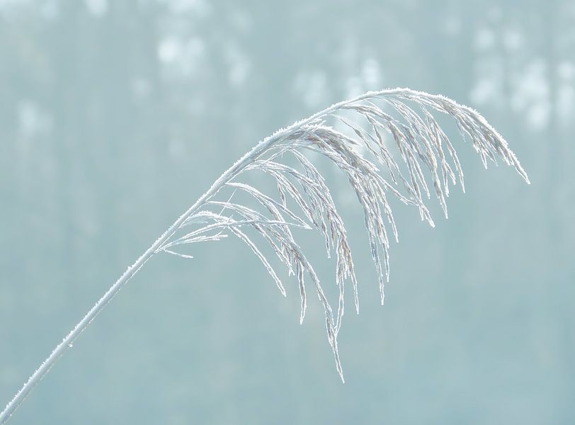 Eisiges Gras mit Eis in Petrol von Caroline Lichthart