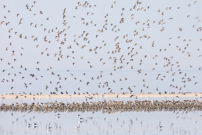 Silberregenpfeifer im Flug - Natural Ameland von Anja Brouwer Fotografie