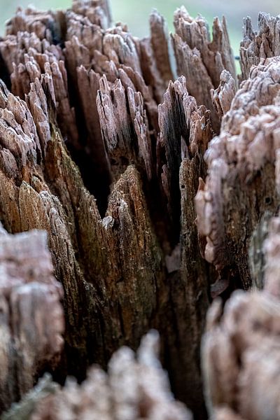 verwittertes Holz von Ben van Damme