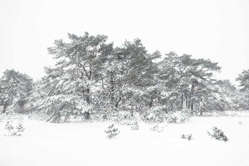 Snow landscape on the Veluwe by Albert Beukhof