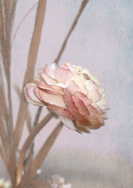 Pastell Ranunkelblüte par Roswitha Lorz