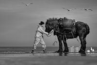 Pêcheur de crevettes à cheval à Oostduinkerke