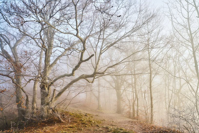 Matin d'hiver dans la forêt par Max Schiefele