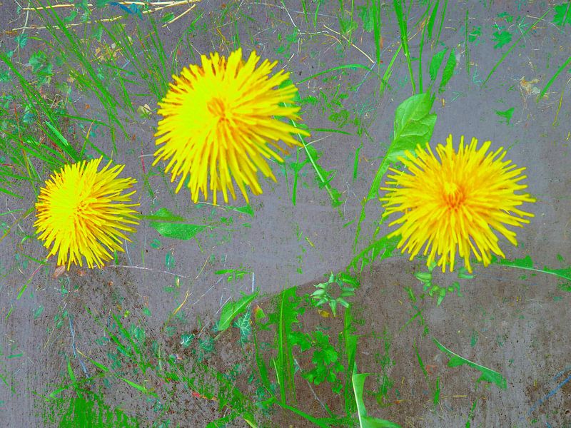 FlowerPower Fantasie 3-B von MoArt (Maurice Heuts)