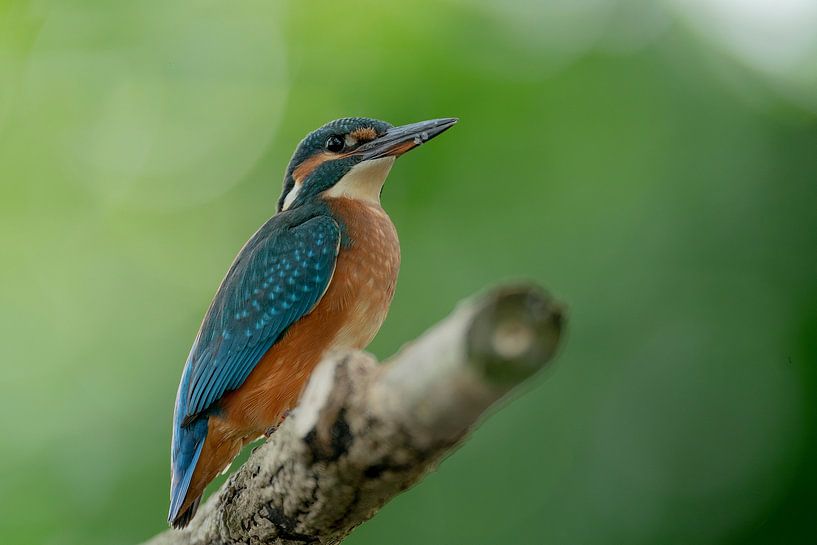 Eisvogel von Rando Kromkamp Natuurfotograaf
