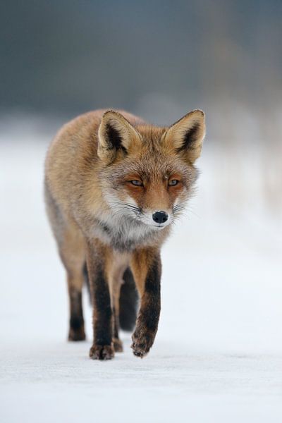 réfléchi... Renard roux *Vulpes vulpes* en hiver ; marche sur une surface glacée par wunderbare Erde