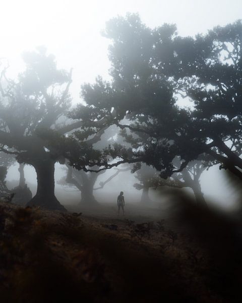 Horror forest (Madeira, Portugal) by Ian Schepers
