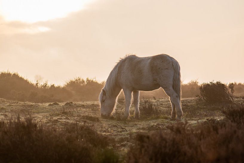 wildes Pferd im goldenen Licht von Tania Perneel