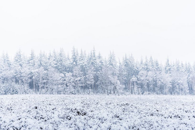 Natur in Weiß von Albert Lamme