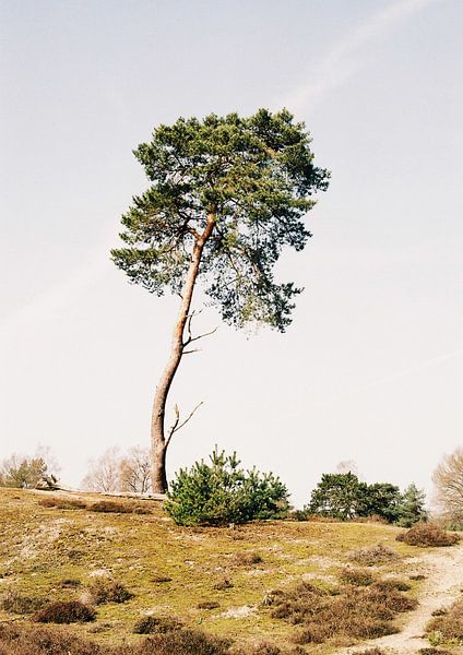 Arbre sur la crête de la colline d&#039;Utrecht - La Hollande en images par Naomi Modde