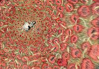 Zwischen den Mohnblumen