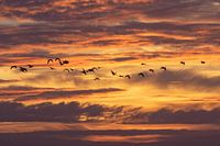 Flying geese above the mudflats near Terschelling