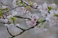 Nahaufnahme einer blühenden Kirschblüte mit sanftem Lichtschein