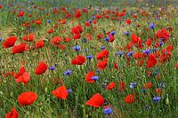 Coquelicots et bleuets