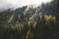Forêt d'ambiance dans les Alpes