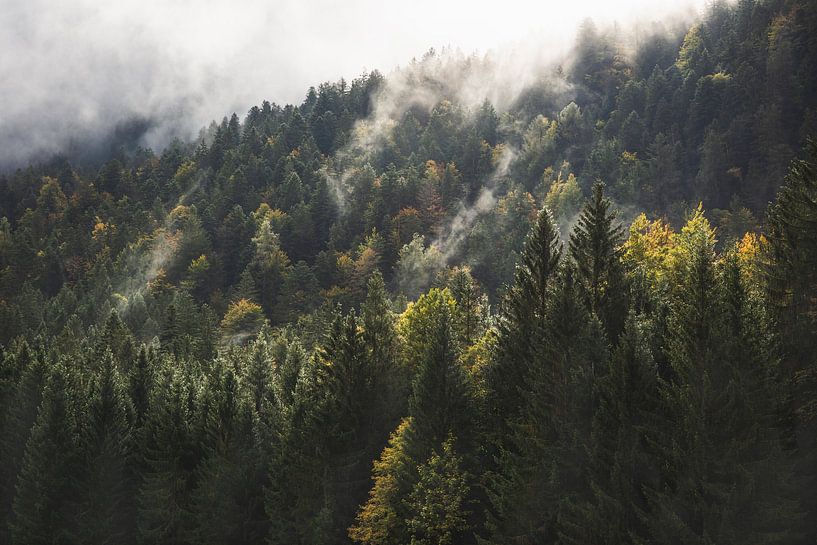 Forêt d'ambiance dans les Alpes par Aurica Voss
