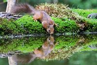  thirsty squirrel