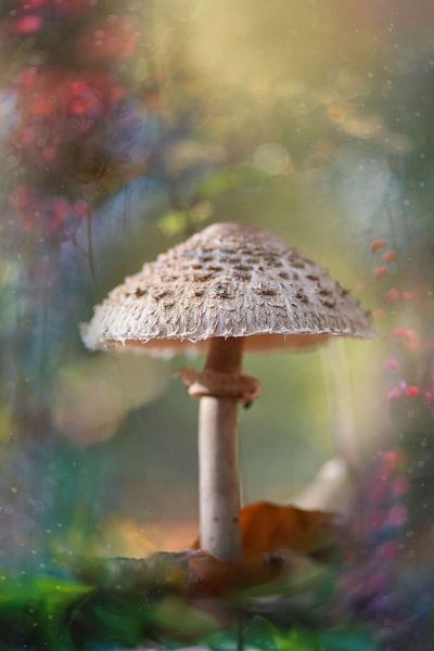 Willkommen im Elfland von Sem Viersen