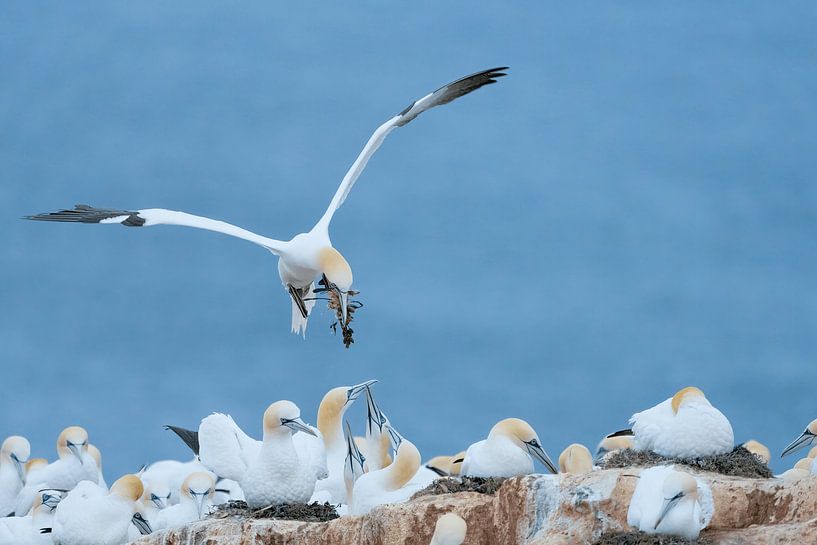 Jan Van Gent par Rando Kromkamp Natuurfotograaf