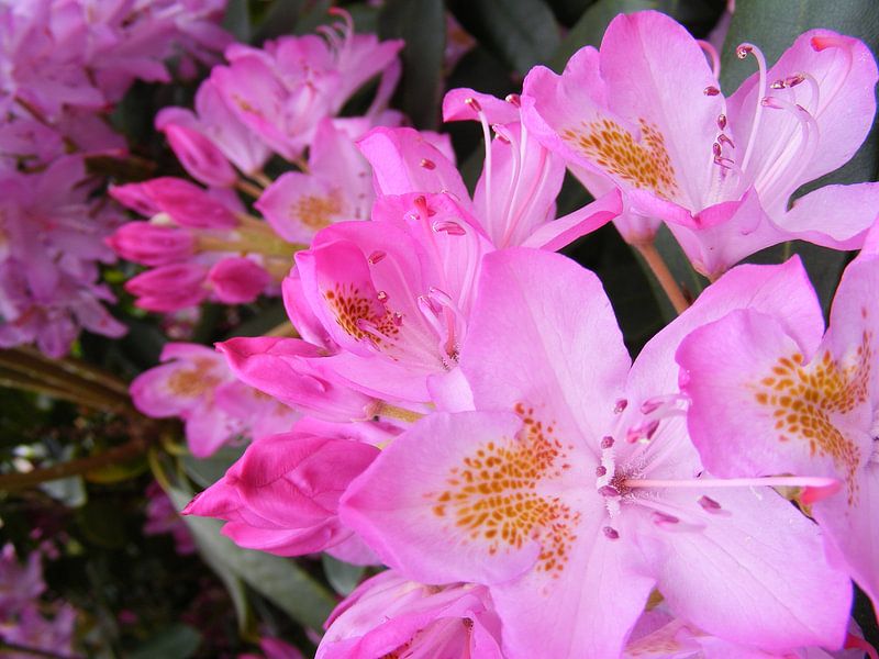 Rododendron by Mirjam van Ginkel