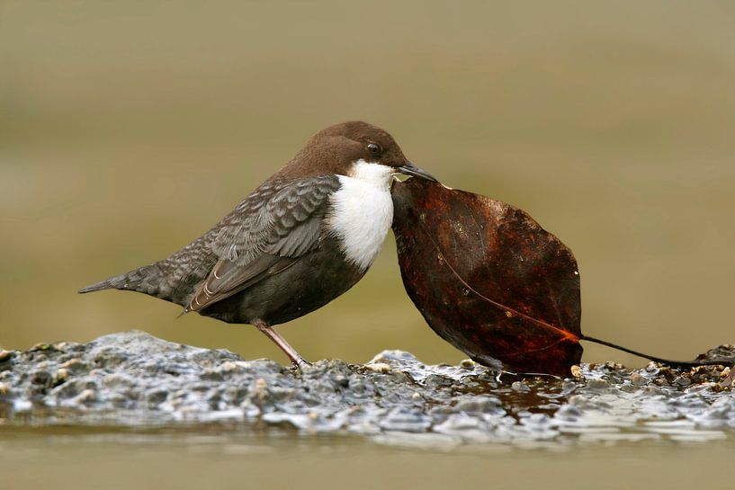 Waterspreeuw op voedseltocht by Gejo Wassink