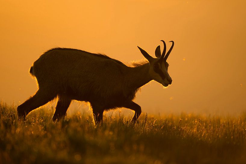 Alpine Chamois ( Rupicapra rupicapra ) in orange backlight by wunderbare Erde