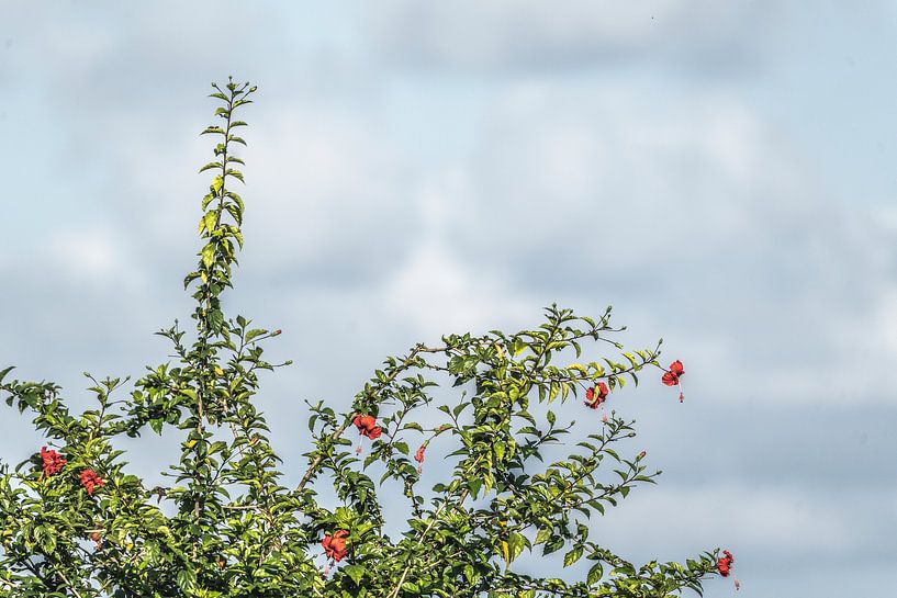 Blütenkontrast gegen Himmelblau von Femke Ketelaar
