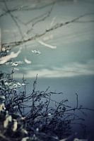 reflection in the water